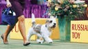 2023 Westminster Dog Show: Buddy Holly the PBGV crowned Best in Show
