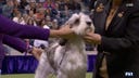 Buddy Holly the Petit Basset Griffon Vendéen wins Best in Show | Westminster Kennel Club | FOX Sports