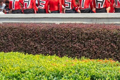 Between the new hedges: UGA revitalizing plants