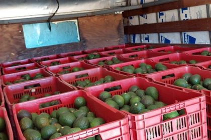 Where do the avocados for Super Bowl guacamole come from? One state in Mexico