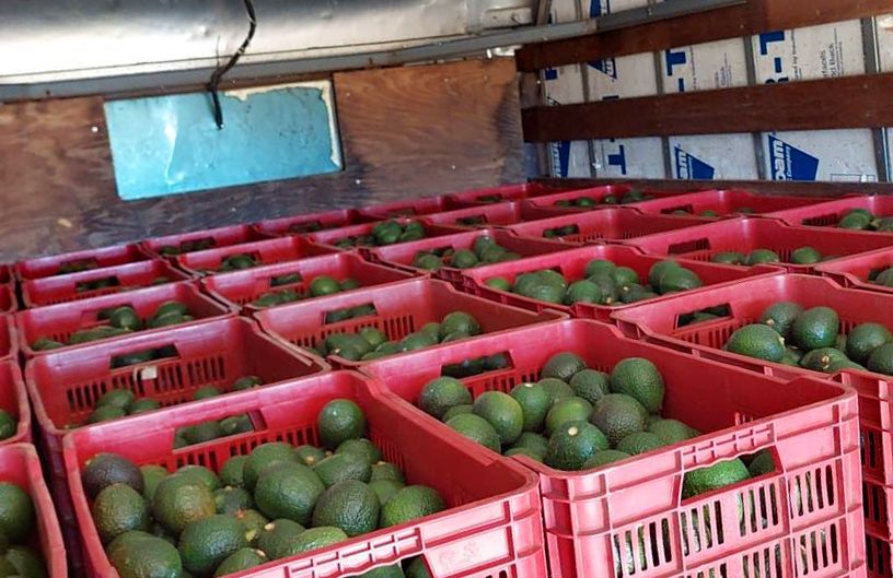Where do the avocados for Super Bowl guacamole come from? One state in Mexico