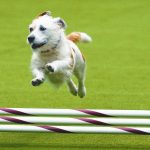 2024 Westminster Kennel Club Dog Show: What's what at this year's competition