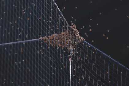 Bee swarm delays Dodgers-Diamondbacks game for two hours