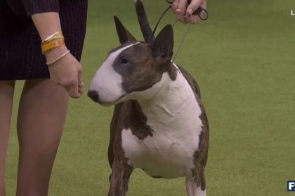 Frankie the Bull Terrier wins the Terrier Group at the Westminster Kennel Club