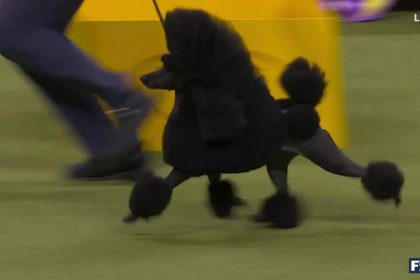 Sage the Miniature Poodle wins Best in Show at the Westminster Kennel Club