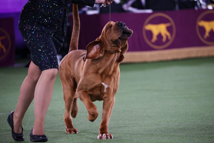 Westminster Dog Show winners: Best in Show winners since 1907