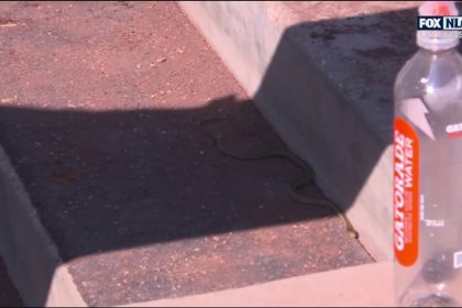 Dodgers find a snake in their dugout in between innings of NLCS Game 2 vs. Mets | MLB on FOX