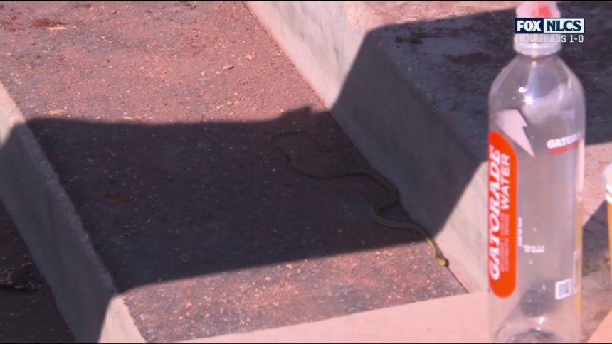 Dodgers find a snake in their dugout in between innings of NLCS Game 2 vs. Mets | MLB on FOX