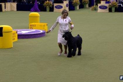 2025 Best In Show Full Event | Westminster Kennel Club