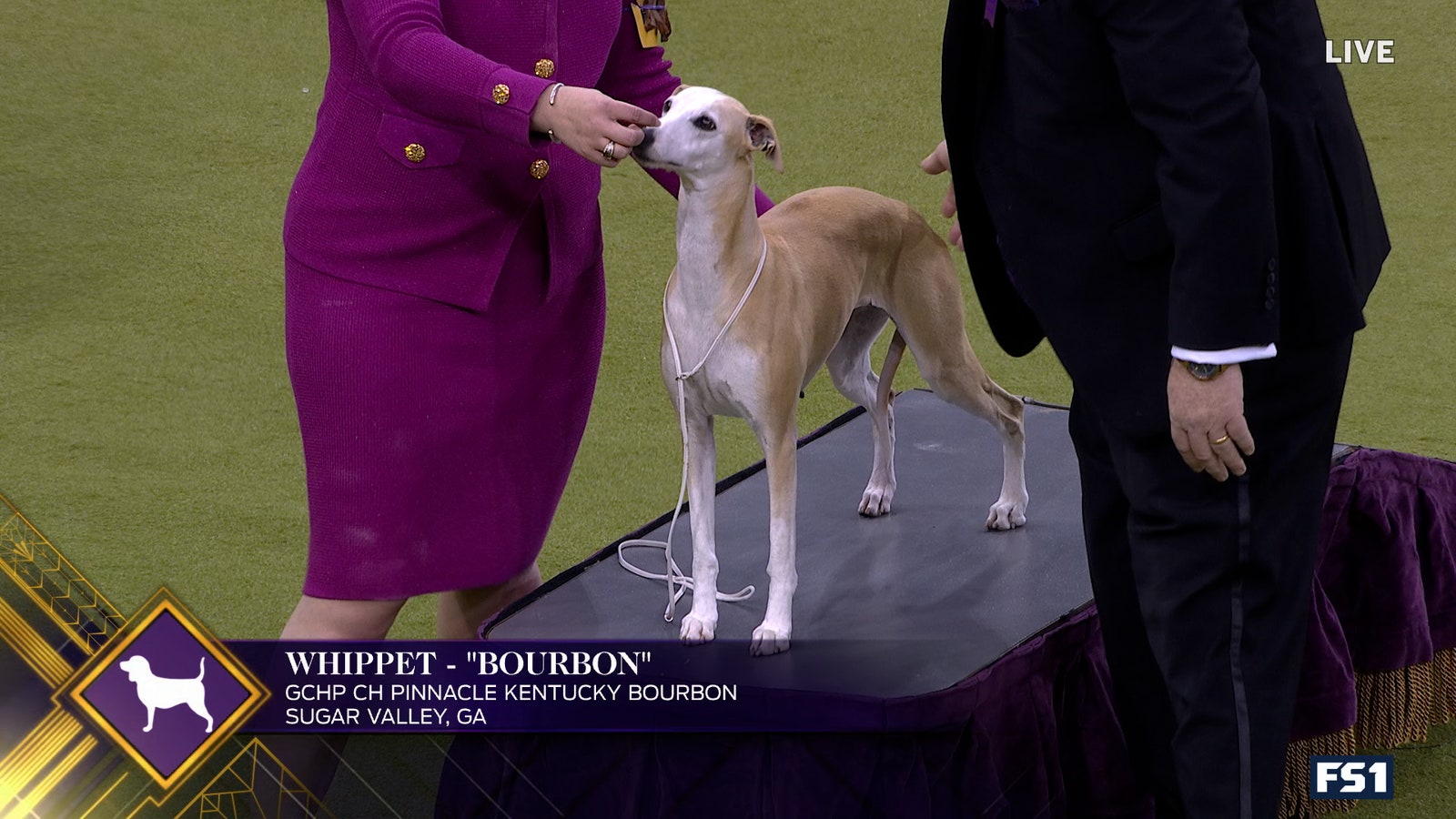 Bourbon the Whippet wins Hound Group | Westminster Kennel Club