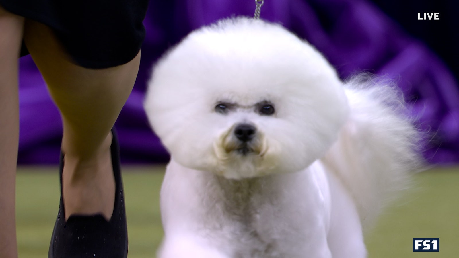 Neal the Bichon Frisé wins Non-Sporting Group | Westminster Kennel Club