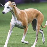 2025 WKC Dog Show: Bourbon the Whippet headlines Day 1 winners