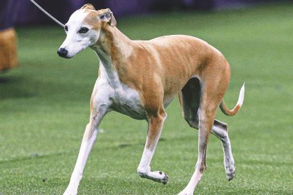 2025 WKC Dog Show: Bourbon the Whippet headlines Day 1 winners