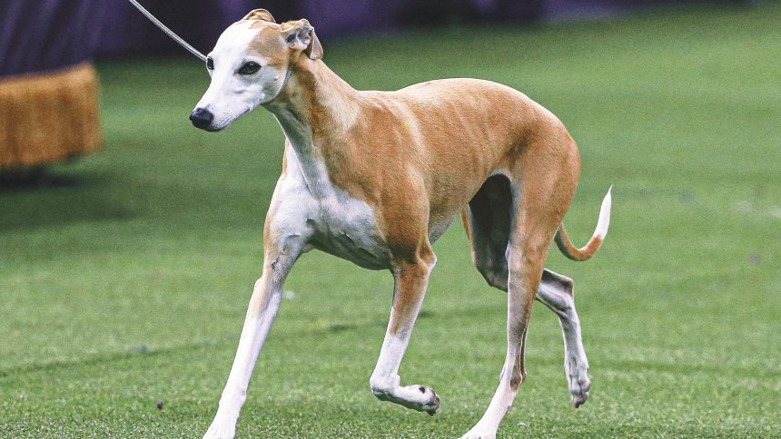 2025 WKC Dog Show: Bourbon the Whippet headlines Day 1 winners