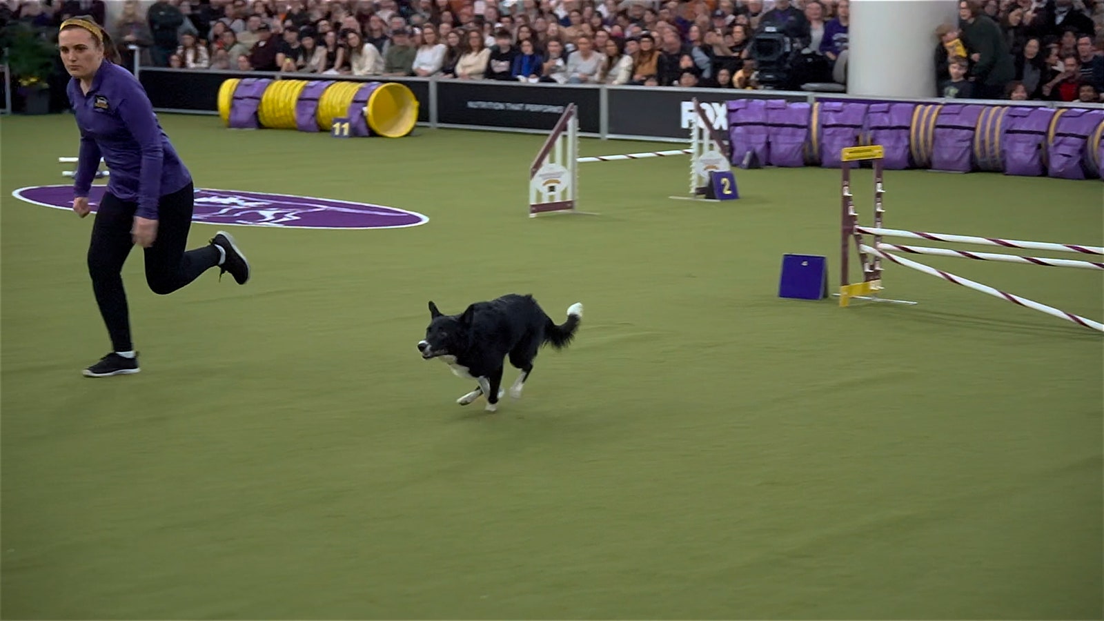 Vanish the Border Collie is named as overall winner of the 2025 Westminster Kennel Club Masters Agility Championship | FOX Sports