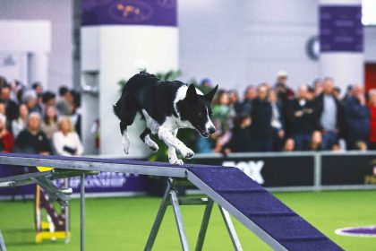 2025 WKC Dog Show: Vanish the border collie wins Masters Agility Championship