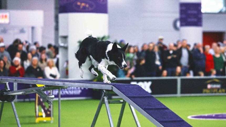 2025 WKC Dog Show: Vanish the border collie wins Masters Agility Championship