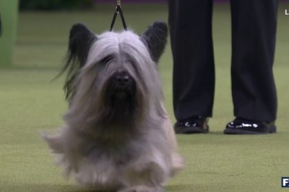 Archer the Skye Terrier wins the Terrier Group | Westminster Dog Show