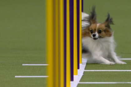 Best of 2025 Masters Agility Championships from Westminster Kennel Club | FOX Sports