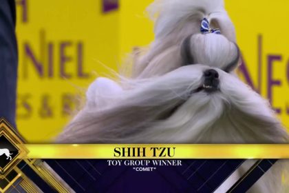 Comet the Shih Tzu wins the WKC Toy Group | Westminster Kennel Club