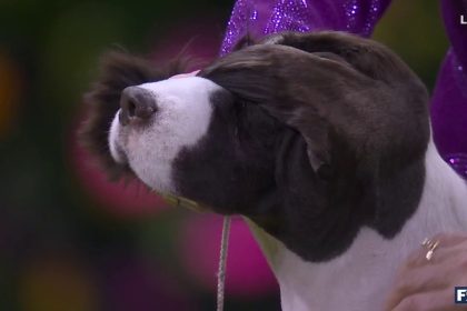 Freddie the English Springer Spaniel wins the Sporting Group | Westminster Kennel Club