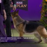 Mercedes the German Shepherd wins the Herding Group | Westminster Kennel Club