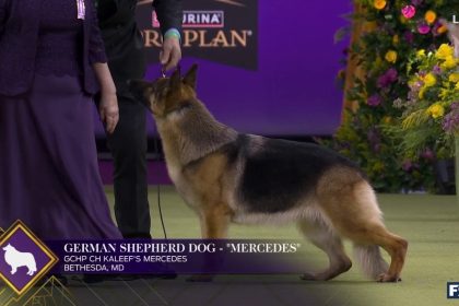 Mercedes the German Shepherd wins the Herding Group | Westminster Kennel Club