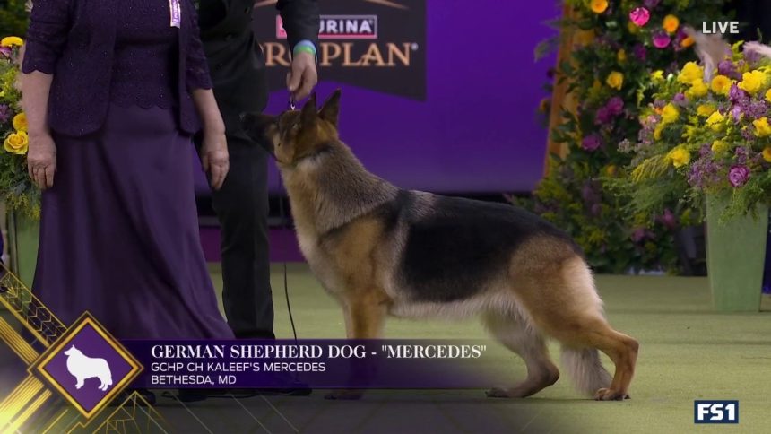 Mercedes the German Shepherd wins the Herding Group | Westminster Kennel Club