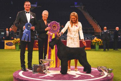 Monty the Giant Schnauzer wins Best in Show, makes history at 2025 Westminster Kennel Club