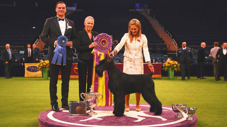 Monty the Giant Schnauzer wins Best in Show, makes history at 2025 Westminster Kennel Club