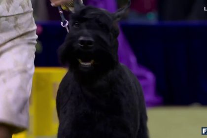 Monty the Giant Schnauzer wins the Working Group | Westminster Kennel Club