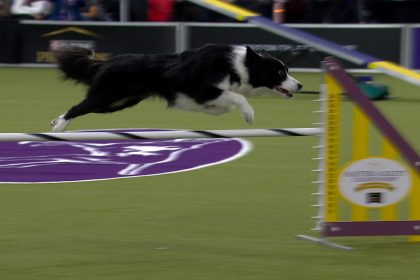 Shelby Cobra the Border Collie wins the 20" class | Westminster Kennel Club