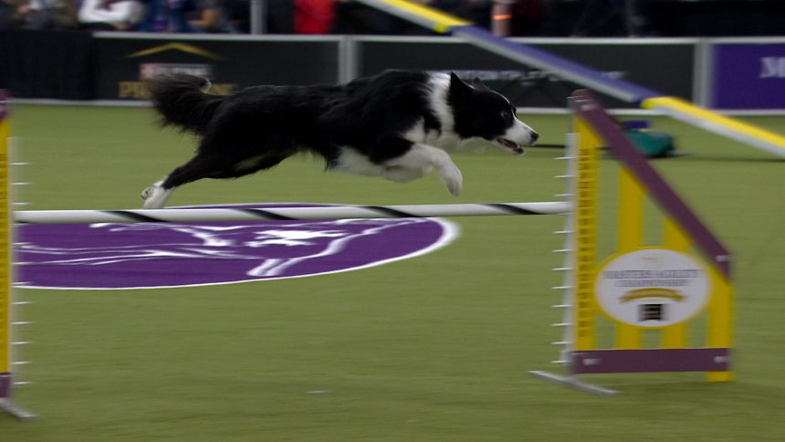 Shelby Cobra the Border Collie wins the 20" class | Westminster Kennel Club