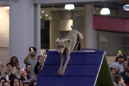 Sterling the Weimaraner wins the 24" class | Westminster Kennel Club