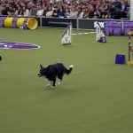 Vanish the Border Collie is named as overall winner of the 2025 Westminster Kennel Club Masters Agility Championship | FOX Sports