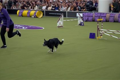 Vanish the Border Collie is named as overall winner of the 2025 Westminster Kennel Club Masters Agility Championship | FOX Sports