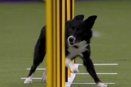 Vanish the Border Collie wins the 16" class | Westminster Kennel Club