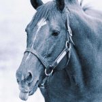 2025 Preakness Stakes: Post time, Horses, Odds, TV schedule, date, purse