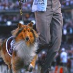 Texas A&M's Collie Mascot Reveille X Has Eye Removed After Glaucoma Diagnosis
