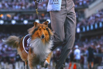 Texas A&M's Collie Mascot Reveille X Has Eye Removed After Glaucoma Diagnosis