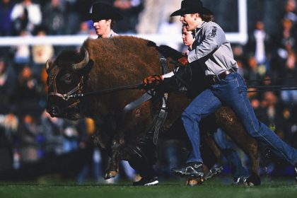 Colorado To Debut New Live Buffalo Mascot, 'Ralphie VII,' Against Wyoming
