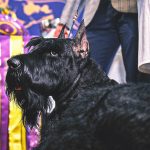 2026 Westminster Dog Show: Schedule, How to Watch, Dates, TV, Streaming