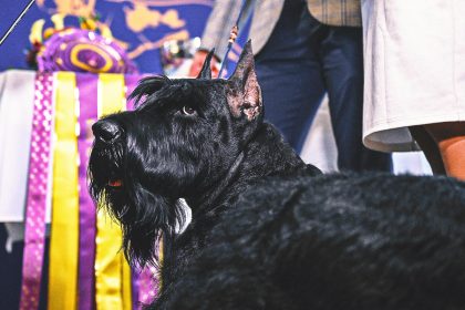 2026 Westminster Dog Show: Schedule, How to Watch, Dates, TV, Streaming