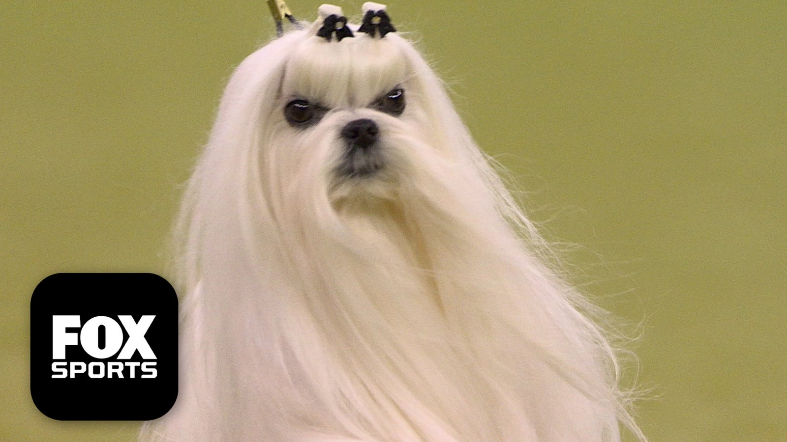 The Toy Group 🐕 2026 Westminster Dog Show