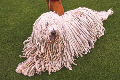 2026 WKC Dog Show: Everything To Know About This Year's Competition