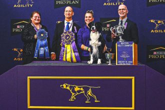 2026 WKC Dog Show: Prove-It The Border Collie Wins Masters Agility Championship