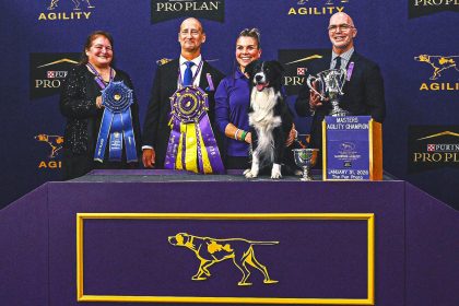 2026 WKC Dog Show: Prove-It The Border Collie Wins Masters Agility Championship