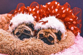 Decoding Westminster Kennel Club Show Dogs' Quirky, Tongue-Twisting Names