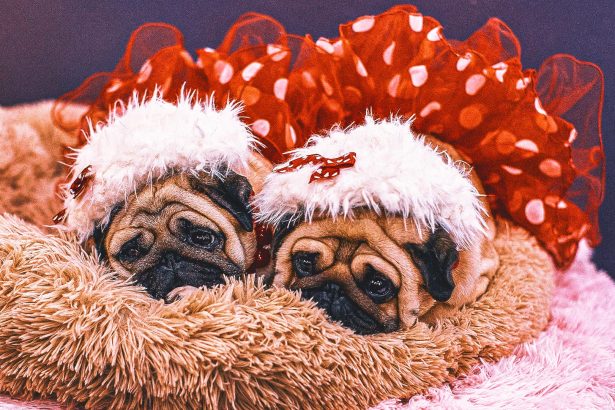 Decoding Westminster Kennel Club Show Dogs' Quirky, Tongue-Twisting Names