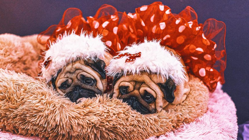 Decoding Westminster Kennel Club Show Dogs' Quirky, Tongue-Twisting Names